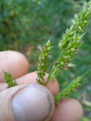 Echinochloa crus-galli