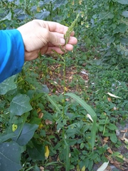 Echinochloa crus-galli