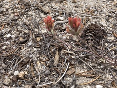 Castilleja praeterita