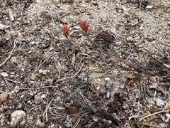 Castilleja praeterita