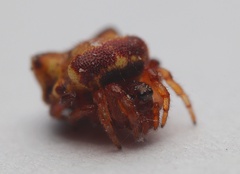 Phoroncidia quadrata