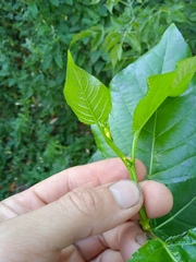 Populus