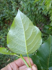 Populus