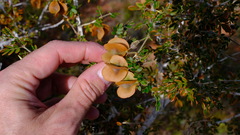 Tribulus suberosus