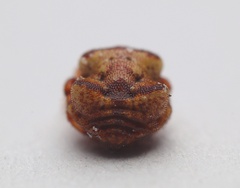 Phoroncidia quadrata