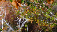 Tribulus suberosus