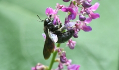 Xylocopa griswoldi