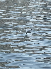 Chroicocephalus ridibundus