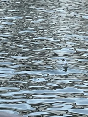 Chroicocephalus ridibundus