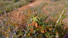 Tribulus suberosus