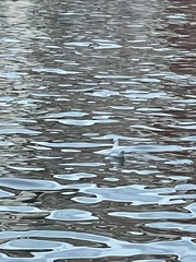 Chroicocephalus ridibundus