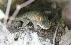 Sceloporus torquatus binocularis