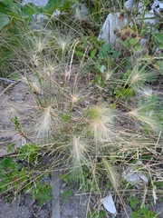 Hordeum jubatum