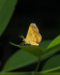 Hyperythra