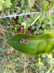 Phytoscaphus triangularis