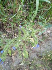 Echium vulgare