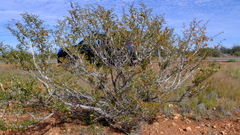 Tribulus suberosus