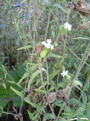 Silene latifolia alba