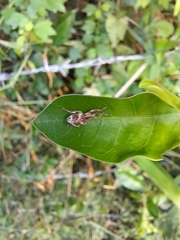 Phytoscaphus triangularis