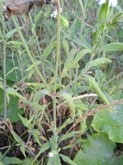 Silene latifolia alba