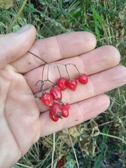 Solanum dulcamara