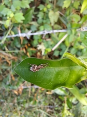 Phytoscaphus triangularis