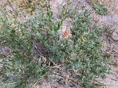 Castilleja praeterita