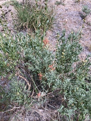 Castilleja praeterita