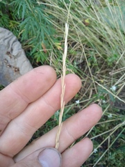 Elymus repens
