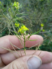 Sisymbrium loeselii