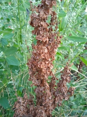 Rumex patientia