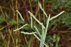 Paspalum praecox