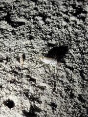 Megalorchestia pugettensis