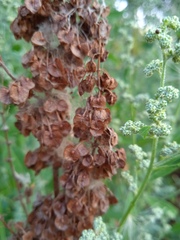 Rumex patientia