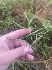 Paspalum praecox