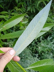 Salix