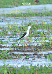 Himantopus himantopus