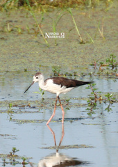 Himantopus himantopus