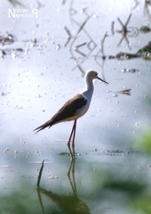 Himantopus himantopus