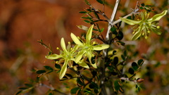 Tribulus suberosus