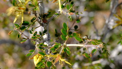 Tribulus suberosus