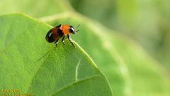 Physosmaragdina nigrifrons