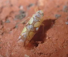 Protalebrella conica