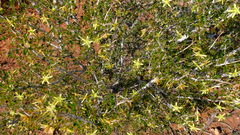 Tribulus suberosus
