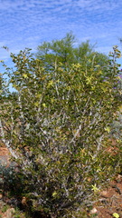 Tribulus suberosus