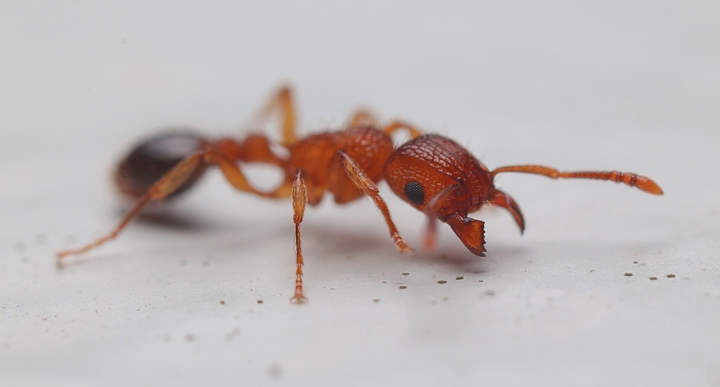 Penny Ant