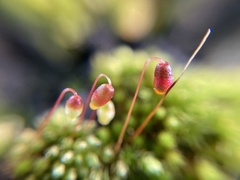Bryum coronatum