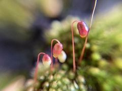 Bryum coronatum