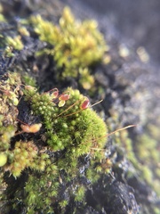 Bryum coronatum