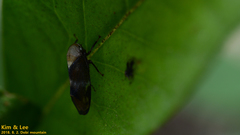 Drabescus conspicuus